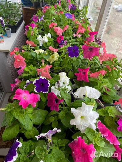 Рассада Петуния