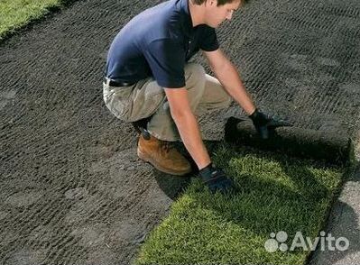Укладка Рулонного газона