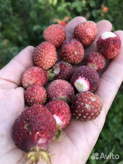 Земклуника Пенелопа саженцы