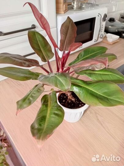 Филодендрон Принц оранж