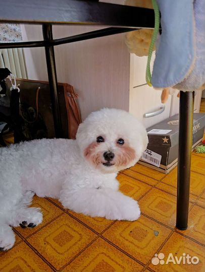 Бишон фризе