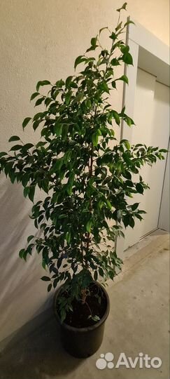 Фикус бенджамина