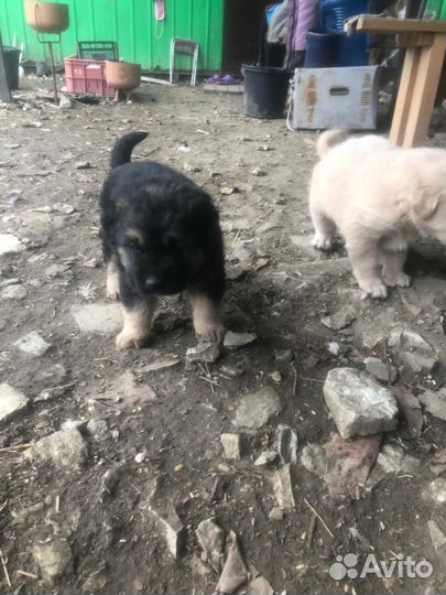 Мама Алабай, а папа неизвестно