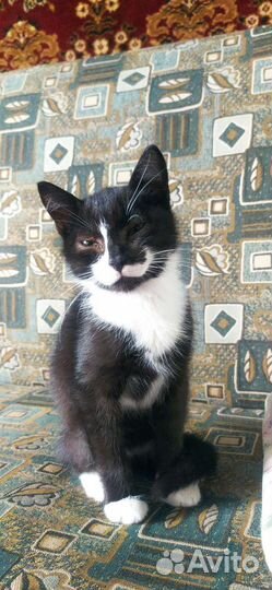 Котик, 3,5 месяца