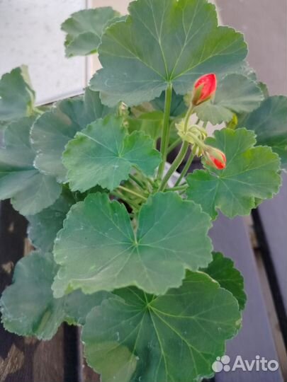 Пеларгония зональная(оранжевая), бегония