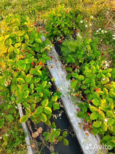 Земляника ремонтантная кустики