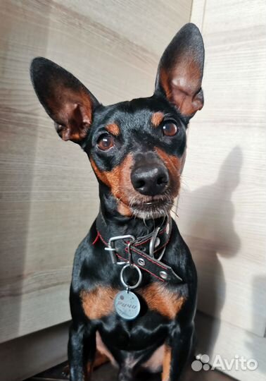 Адресник для собак и кошек (жетон)