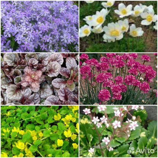 Многолетние цветы