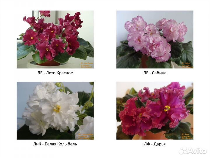 Фиалки. Продаются детки сортовых фиалок