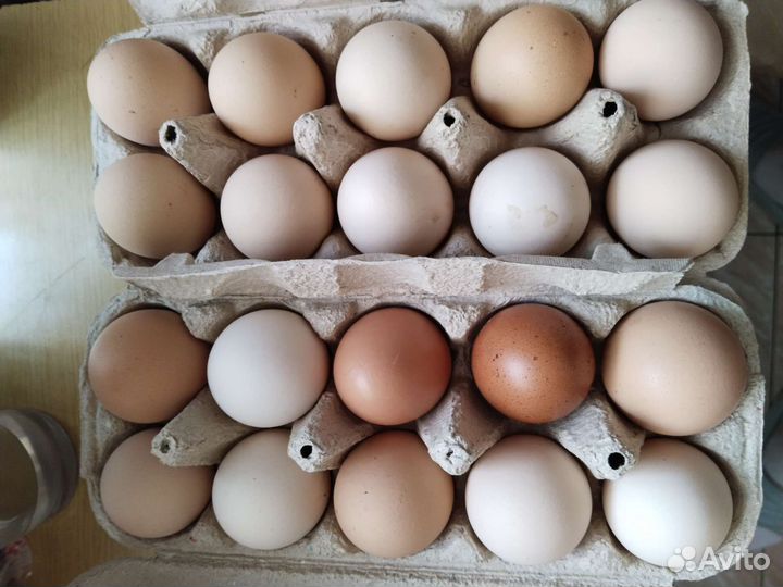 Инкубационное яйцо