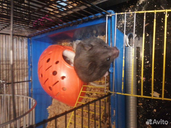 Сирийский хомяк бесплатно