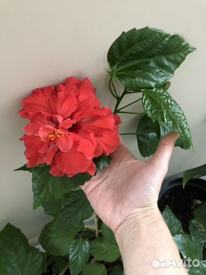 Гибискус комнатный махровый