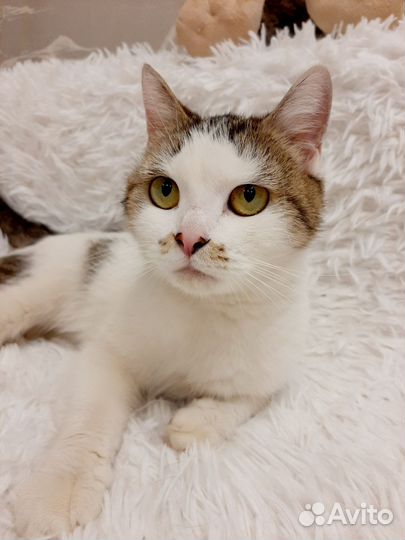 Хозяина посадили кошечка ищет дом