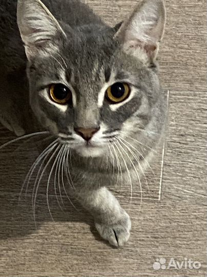 Коты бесплатно
