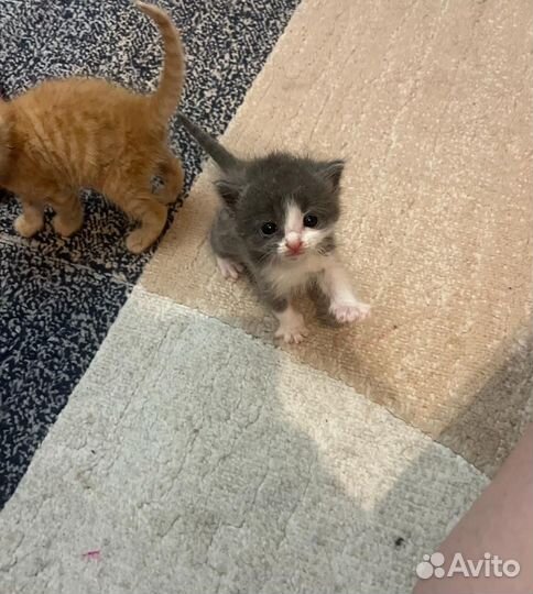 Котенок в добрые руки