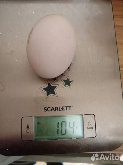 Домашние яйца крупные