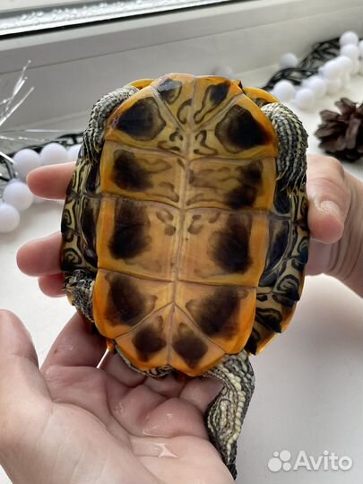 Красноухая черепаха с аквариумом