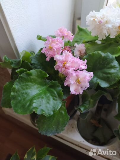 Фиалки сортовые. Комнатные цветы