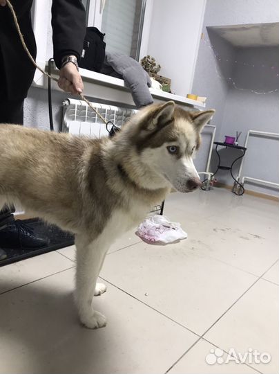 Хаски подросток девочка