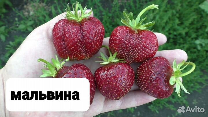 Рвссада клубники