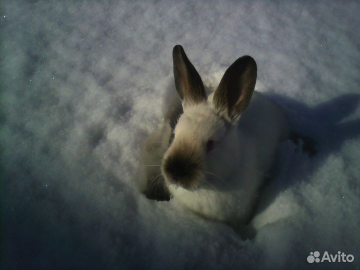 Кролики калифорнийской породы