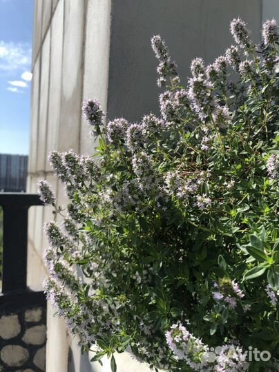 Чабрец (тимьян) в горшке рассада саженцы