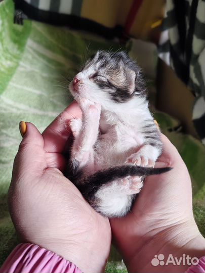 Кошка в дар бесплатно