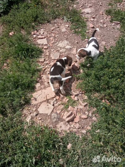 Русская пегая гончая