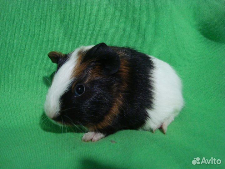 Морские свинки