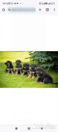 Щенки немецкой