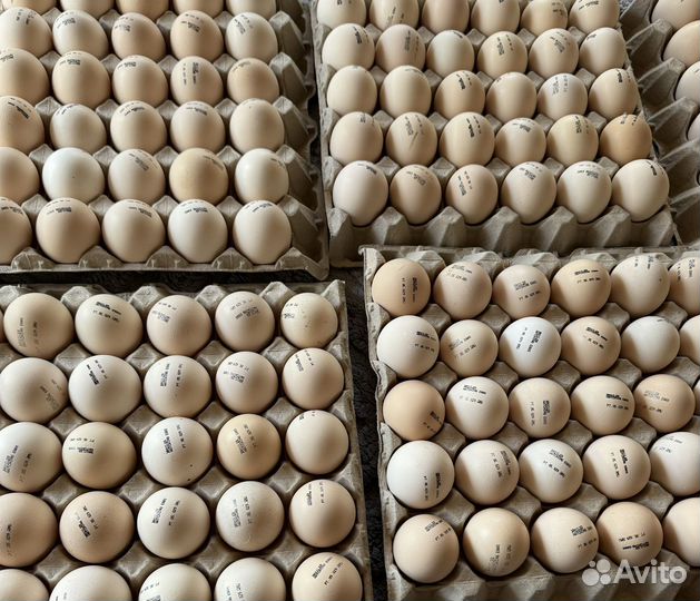 Инкубационное яйцо бройлера