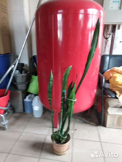 Комнатные декоративные растения