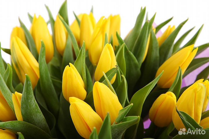 Букет из 51 желтого тюльпана