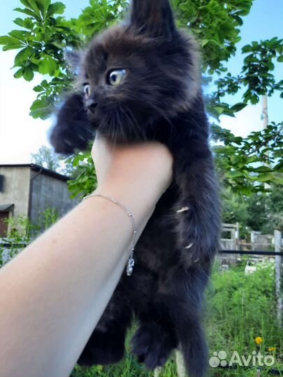 Спасенный котенок в добрые руки