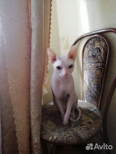 Донской сфинкс