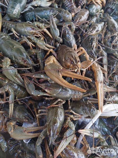 Живые раки волжские