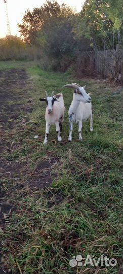 Козлик и козочки от дойной козы