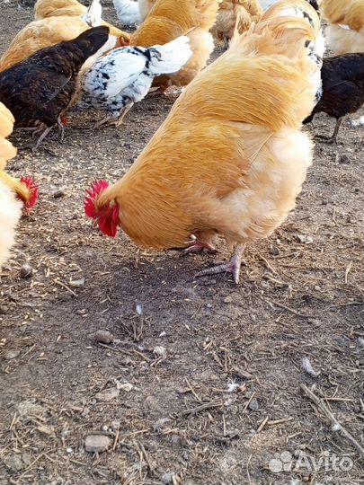 Петушки Орпингтон палевый