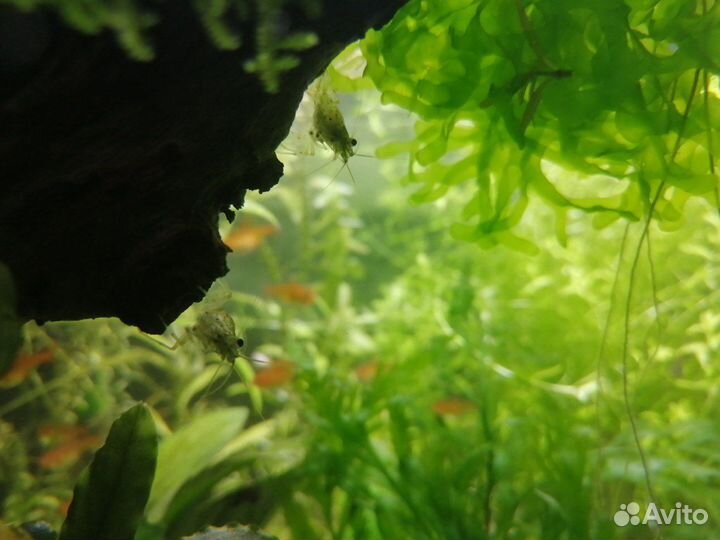 Креветки Амано. Доставка. Самовывоз