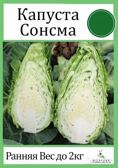 Рассада капусты