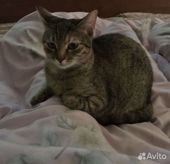 Кошка