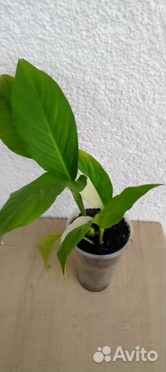 Спатифилуум Пикассо