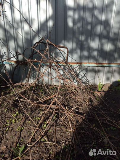 Черенки виноград 