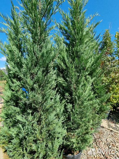 Кипарисовик Купрессоциопарис Лейланда Голд Райдер