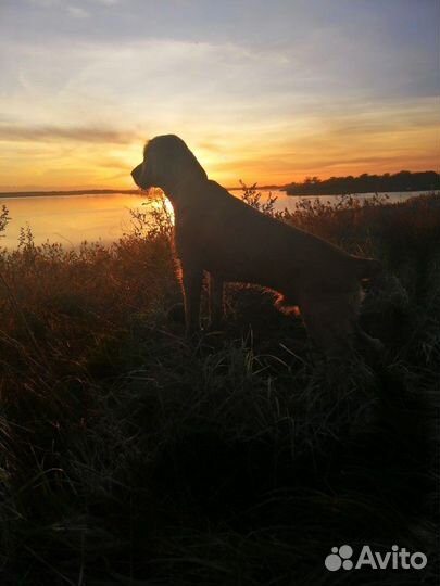 Вязка собак