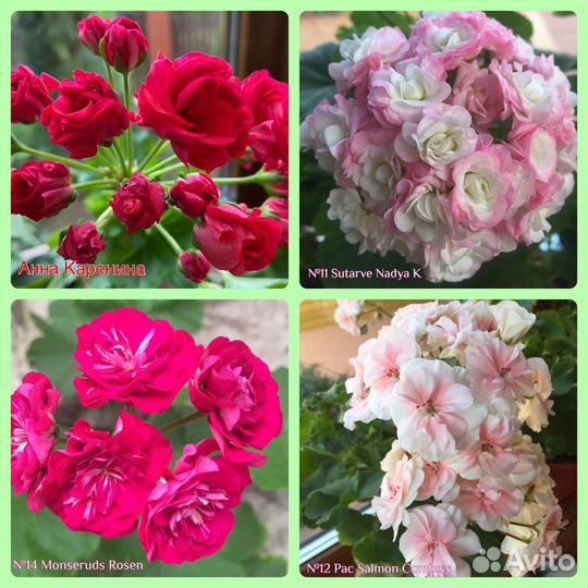 Пеларгонии