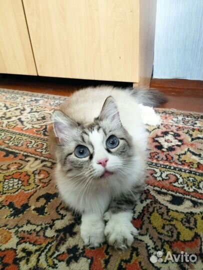 Кот бесплатно