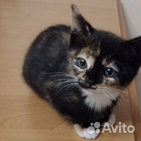 Котенок девочка ищет дом