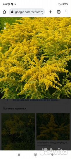 Дельфиниум золотарник-мимоза мак лилейник