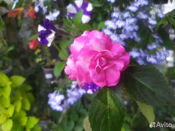 Бальзамины